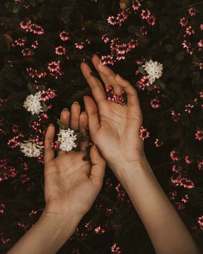 person person holding white and pink flowers human