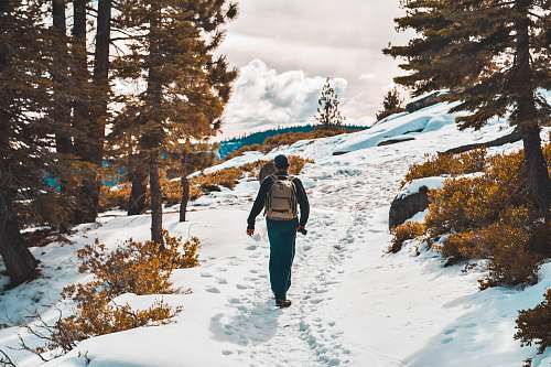 human person walking between trees during winter person