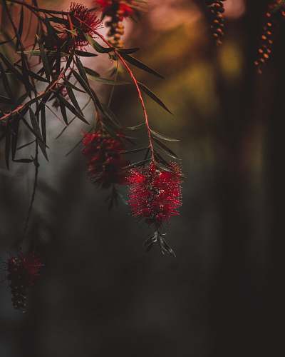 person red flowers on green leafed plant plant