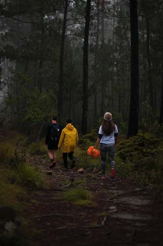 human three people walking on footpath near trees person