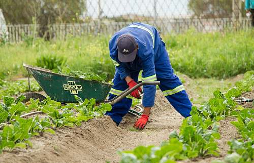 people man grabbing a green grass wearing pair of red garden gloves human