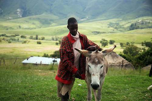 people man holding beige horse donkey