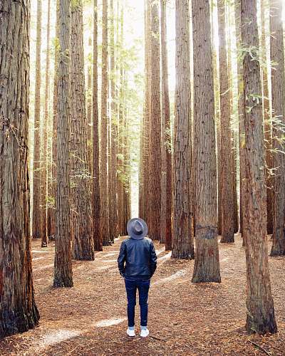 forest person standing under brown trees tree