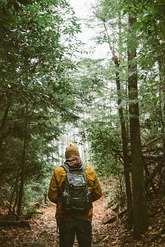 forest person with backpack walking through woods tree