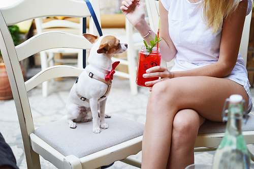 dog smooth white and tan Chihuahua puppy sitting on white wooden ladder chair beside woman holding fruit shake drink close-up photo animal