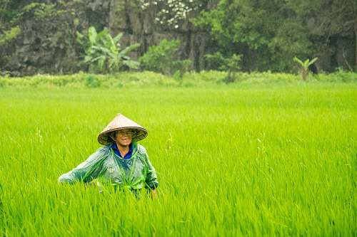 people woman wearing conical hat walking toward rice field paddy field