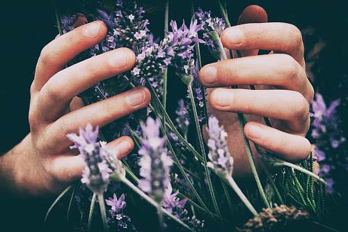 hands person touching purple petaled flowers flora