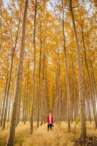 flora man standing in the middle of tall trees plant