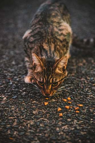 mammal black and brown cat manx