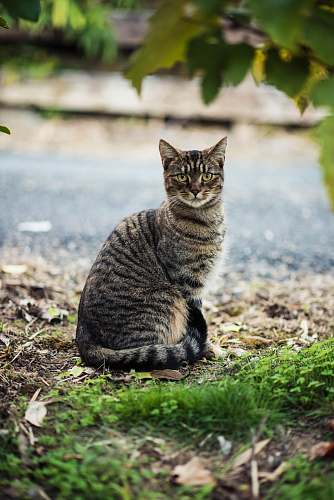 pet black and gray tabby cat sitting on the ground mammal