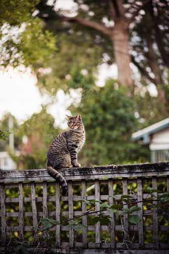 pet brown cat sitting on fence animal
