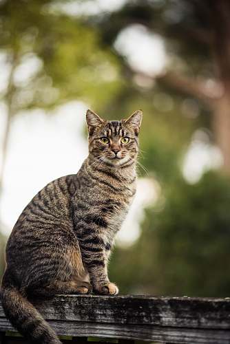 manx brown tabby cat on wooden beam animal
