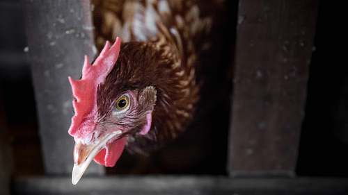 hen brown chicken animal