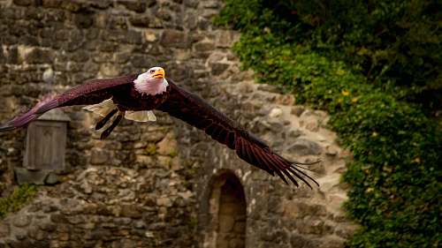 bird  animal