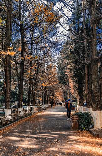 person green-leafed tree path