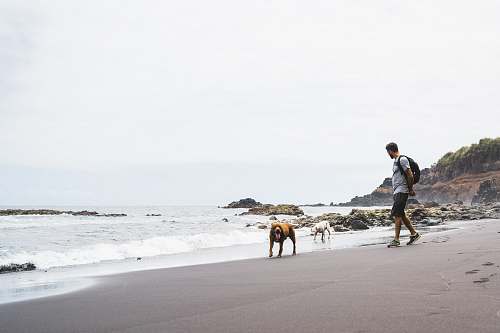 person man and dogs on the seashore people