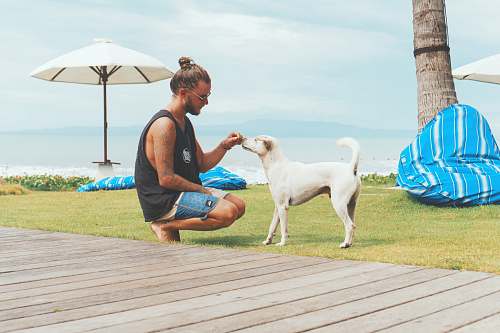 person man feeding white dog people