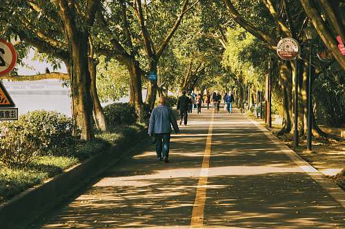 person people walking on road lined with trees path