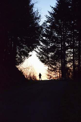 person silhouette of man stainding on forest nature
