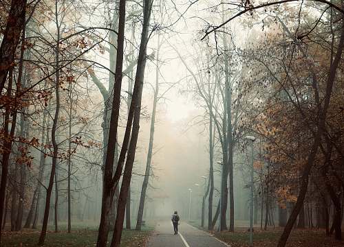 person tall trees beside road nature