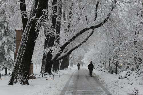 person two persons walking on dirt snow covered road near trees during day plant