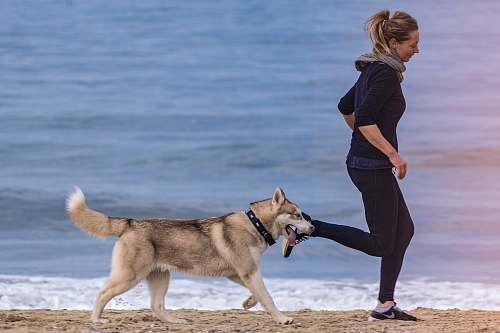 person woman and dog on seashore dog