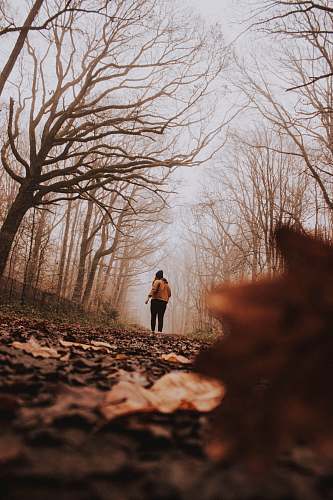 person woman standing beside bare trees ground