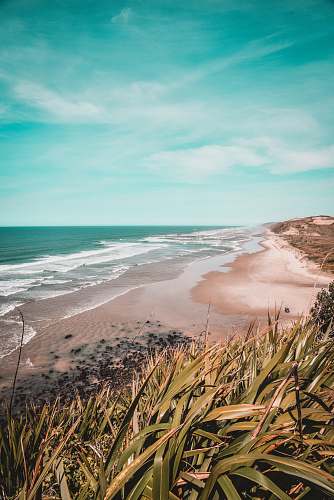 water green plants on seashore during daytime sea