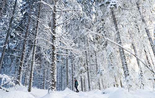snow person standing between the trees grey