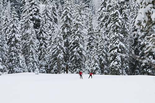 snow two people standing on snow plain in front of trees sports