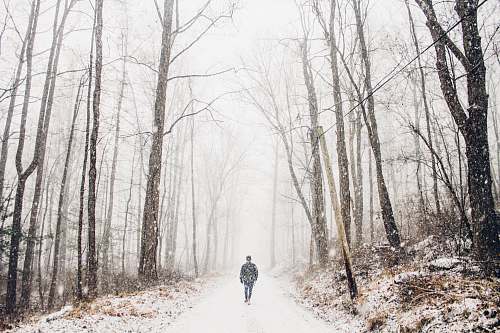 tree person walking on pathway between tall trees forest
