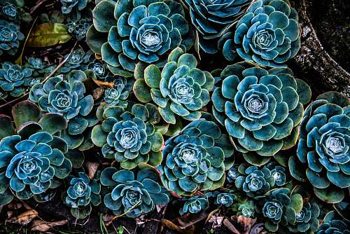 ornament green and blue succulent plants fractal