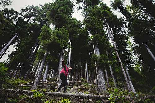 nature person stepping on gray log forest
