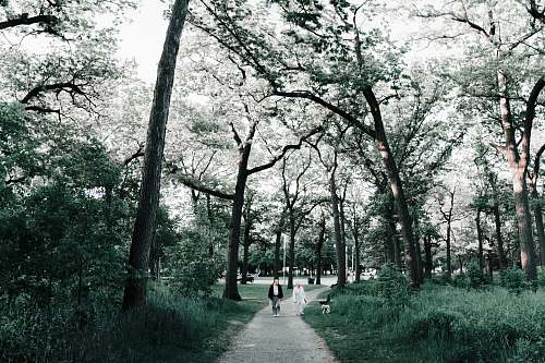 human two person walking in pathway during daytime plant