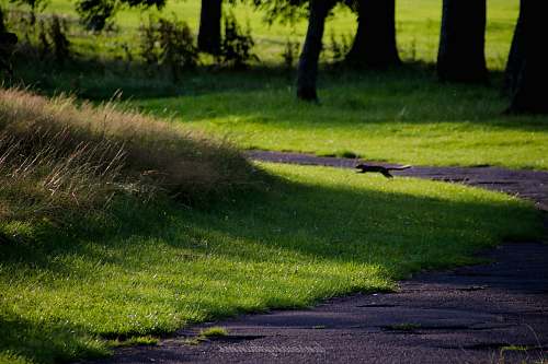 grass green grass field asphalt