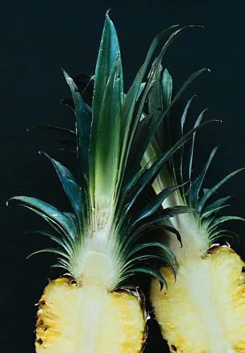 fruit pineapple slices with crown pineapple