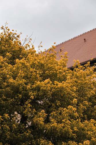 tree yellow and green tree under white clouds flower
