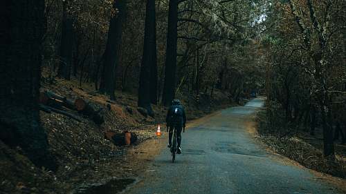 calistoga man cycling on road between trees at daytime tree