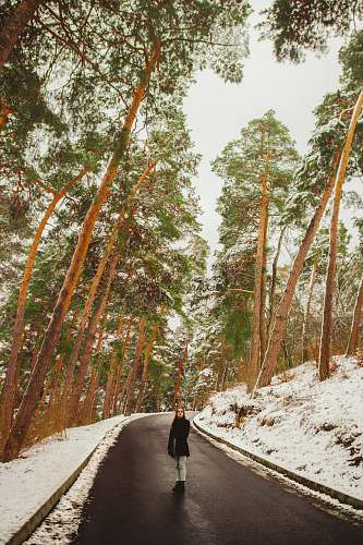 forest woman on road between trees tree