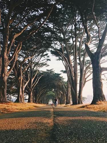 plant man standing surrounded by trees human