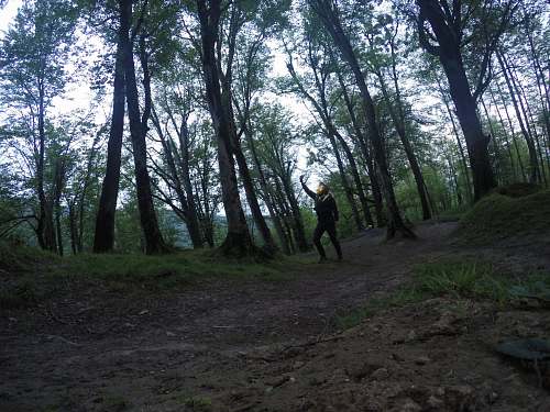 plant green trees at daytime forest
